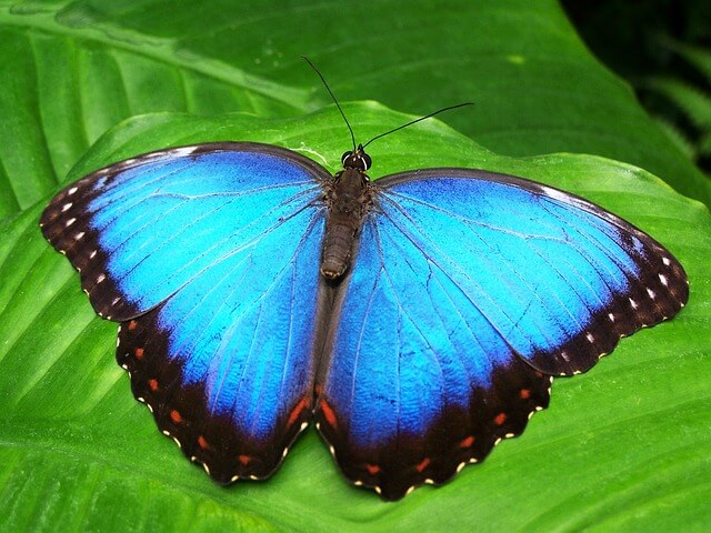 błękitny motyl z motylarium w Sztokholmie